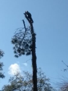 A tree service professional from Jesse James Tree Rangers performing pine tree removal in Jacksonville, FL.