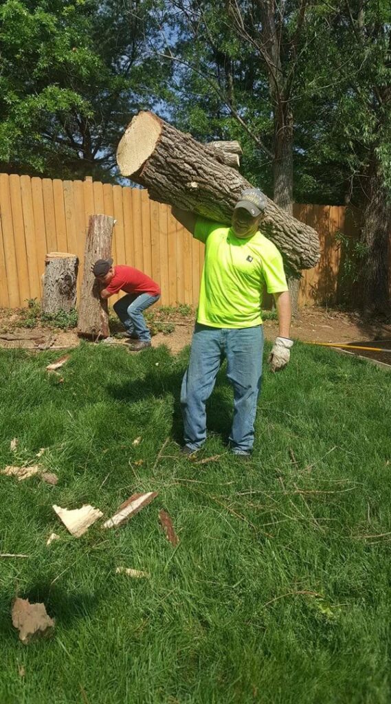 An arborist safely trimming branches high in a pine tree for King's Tree Service LLC in Winfield, MO.