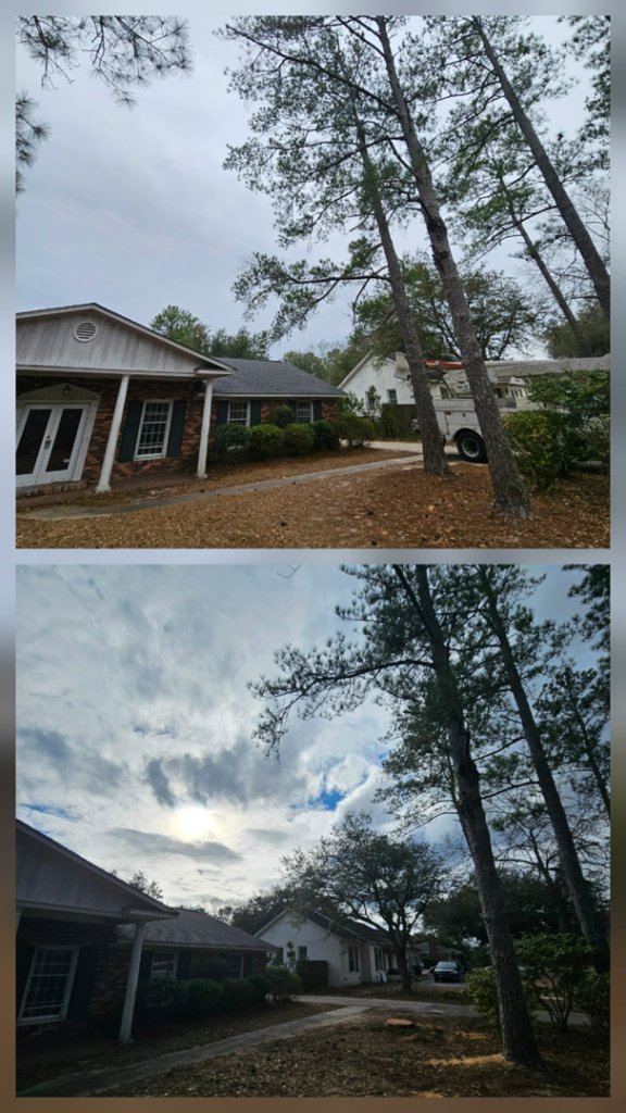 Before and after photos of pine tree trimming and removal by Michael Wayne's Landscaping & Tree Service in Columbia, SC.