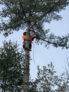 A tree service worker using a chainsaw to trim branches high in a pine tree for Elite Tree Service in Knoxville, TN.