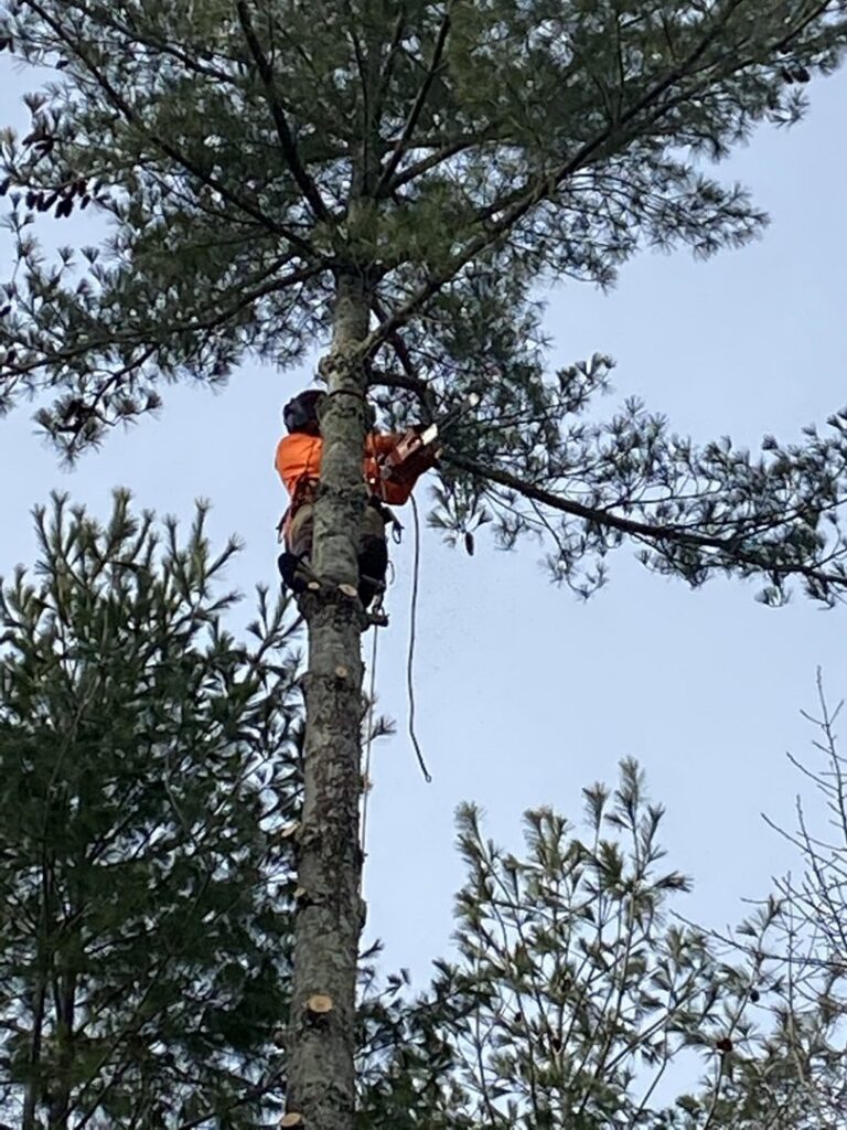 A tree service worker using a chainsaw to trim branches high in a pine tree for Elite Tree Service in Knoxville, TN.