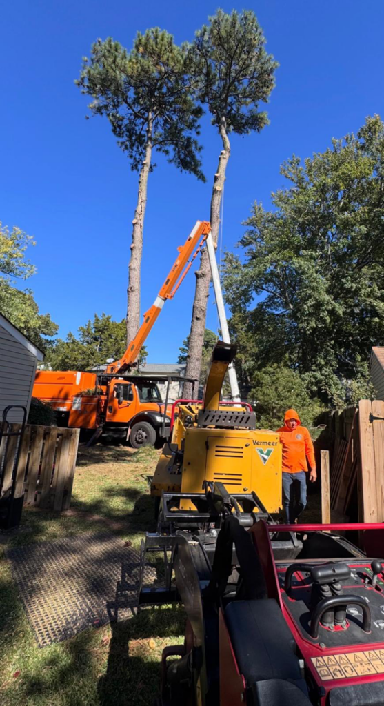 Two tall pine trees being trimmed with a bucket truck and chipper by E&D Expert Tree service LLC in Newport News, VA.
