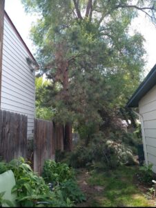Cut branches from a large pine tree after trimming services by Pro Cuts Tree Service in Caldwell, ID.