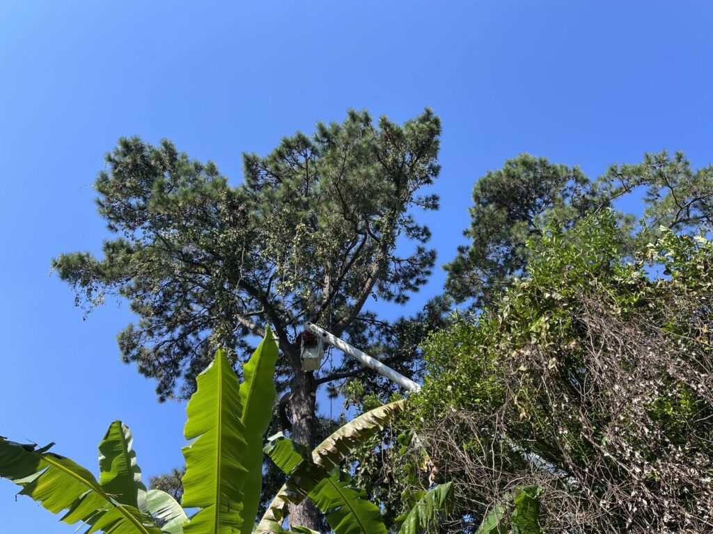 A bucket lift performing pine tree trimming services for Stewart Tree Service in Mount Pleasant, SC.
