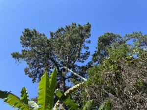 A bucket lift performing pine tree trimming services for Stewart Tree Service in Mount Pleasant, SC.