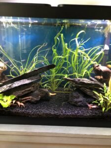 A stunning planted aquarium design featuring natural driftwood and live plants by NC Aquascapes in Cary, NC.