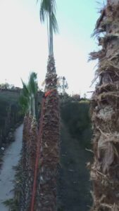 A point-of-view shot from high in a palm tree, showing the trimming process and other palm trees, by Mont Tree Service & landscape in San Diego, CA.