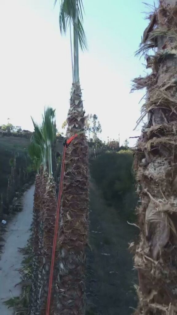 A point-of-view shot from high in a palm tree, showing the trimming process and other palm trees, by Mont Tree Service & landscape in San Diego, CA.