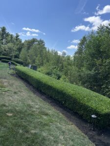 Professional hedge trimming service maintaining a long, neat hedge by JR Mendez Tree Services and Masonry LLC in Lynn, MA.