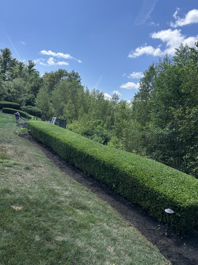 Professional hedge trimming service maintaining a long, neat hedge by JR Mendez Tree Services and Masonry LLC in Lynn, MA.
