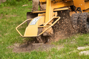 Professional stump removal in progress with a grinder by Bishops Tree Service Inc. in Virginia Beach, VA.