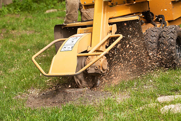 Professional stump removal in progress with a grinder by Bishops Tree Service Inc. in Virginia Beach, VA.