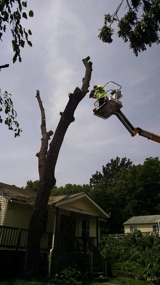 Professional tree cutting service being performed by Ike's Lawn & Tree Service in Zephyrhills, FL.