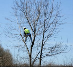 A professional arborist performing tree pruning and trimming for Des Moines Professional Tree Trimming Services in West Des Moines, IA.
