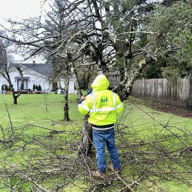 A professional from R&A Landscape & Tree Service, LLC pruning a tree in Vancouver, WA.