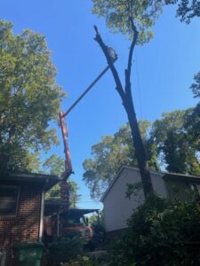 A professional tree service bucket truck positioned next to a tall tree with some branches already removed by Triad Tree Removal LLC in Greensboro, NC.