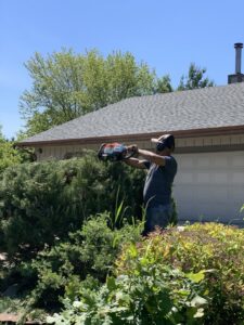 A professional trimming a large evergreen shrub with a chainsaw for Mendez Landscaping and Lawn Care in Kenosha, WI.