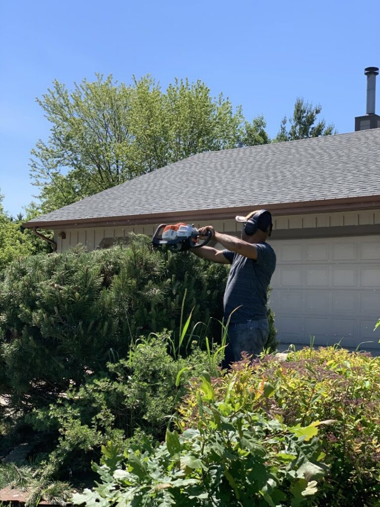 A professional trimming a large evergreen shrub with a chainsaw for Mendez Landscaping and Lawn Care in Kenosha, WI.