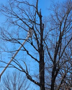 A professional tree service worker in a bucket truck trimming a large bare tree for A New Image Property Maintenance in Olive Branch, MS.