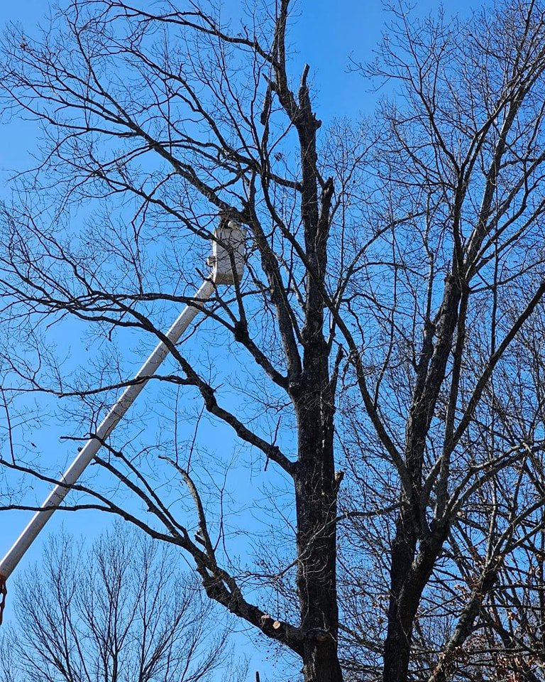 A professional tree service worker in a bucket truck trimming a large bare tree for A New Image Property Maintenance in Olive Branch, MS.