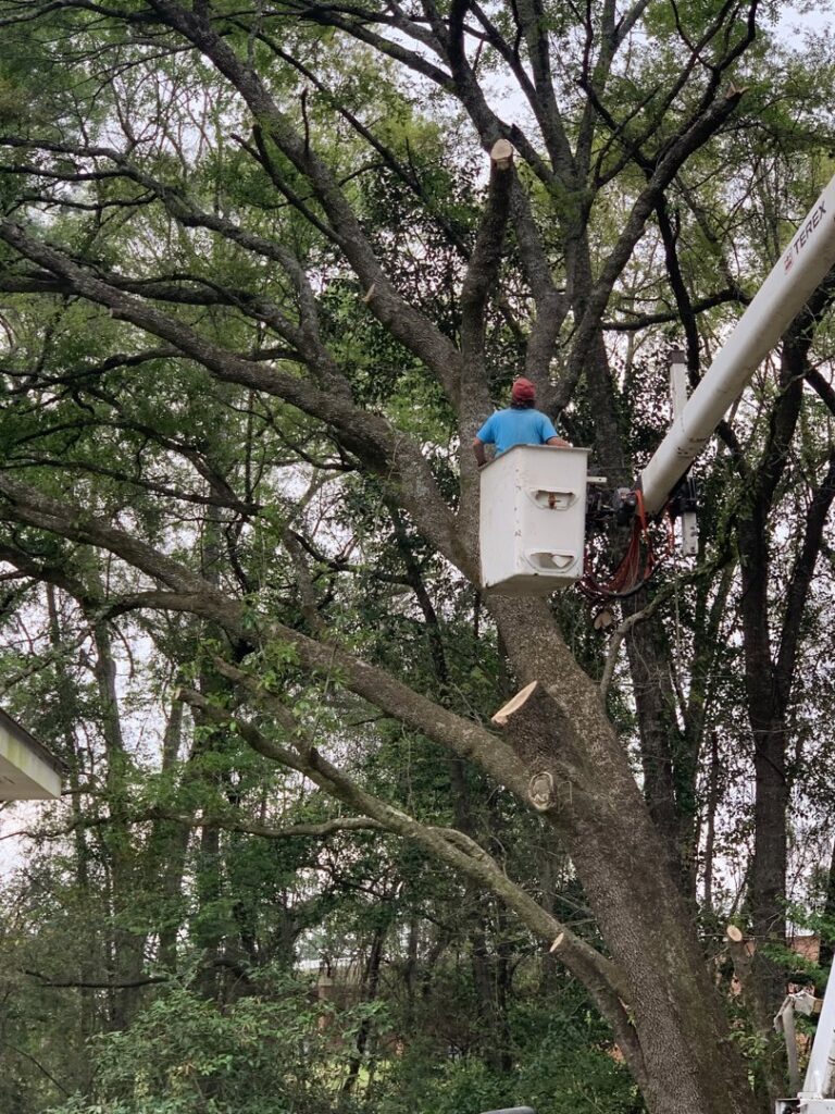 A professional tree service worker in a bucket truck trimming a large tree for Clifford & Sons Tree Service in Mobile, AL