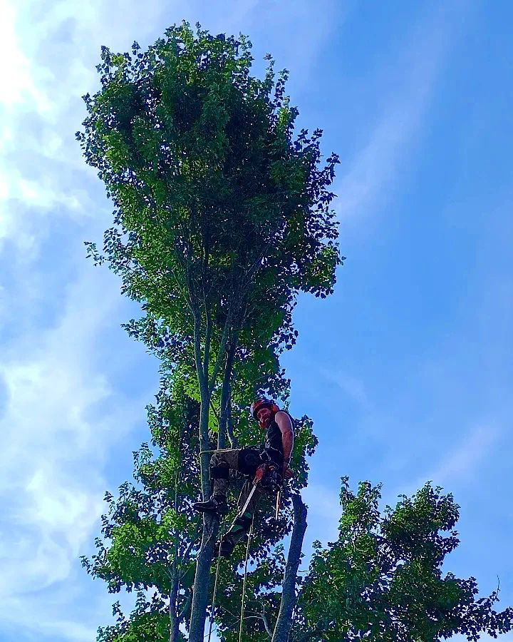 A professional tree trimmer in climbing gear high up in a tall tree, a handyman service by Canopy Crafters in Rock Hill, SC.