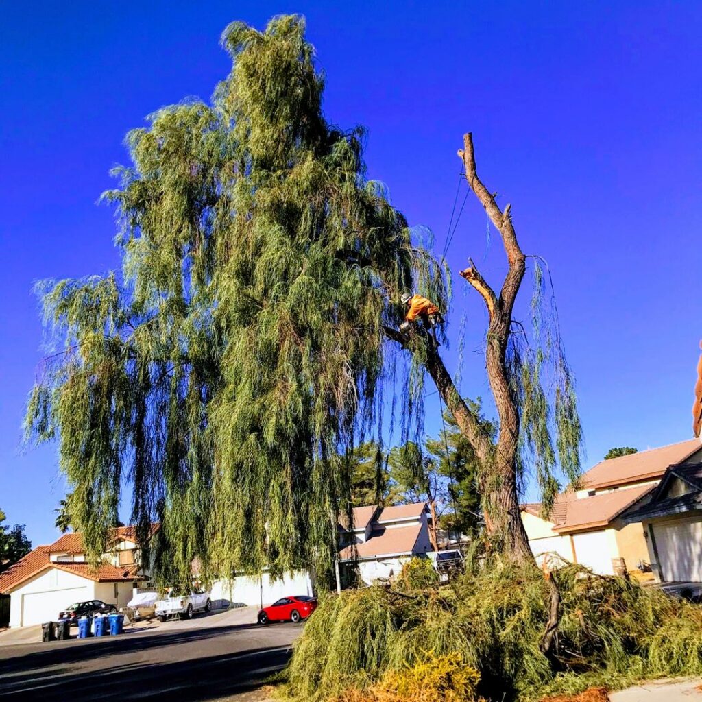 A professional performing tree trimming on a large weeping willow tree with cut branches on the ground by Tree Service in North Las Vegas, NV.