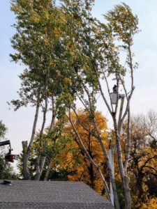 A professional arborist from Jeff's Tree Service in a bucket truck performing tree trimming services in Sioux City, IA.