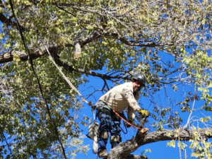 A professional tree trimmer with a chainsaw high in a tree, providing services for Sierra Tree Specialist in Albuquerque, NM.