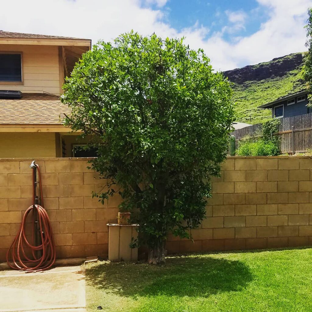 A professionally pruned and shaped tree by McShane Maintenance Yard Services in Waipahu, HI