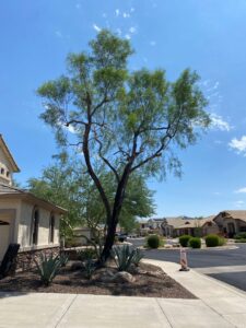 A professionally pruned tree in a residential front yard by Laurel Tree Landscaping LLC in Glendale, AZ