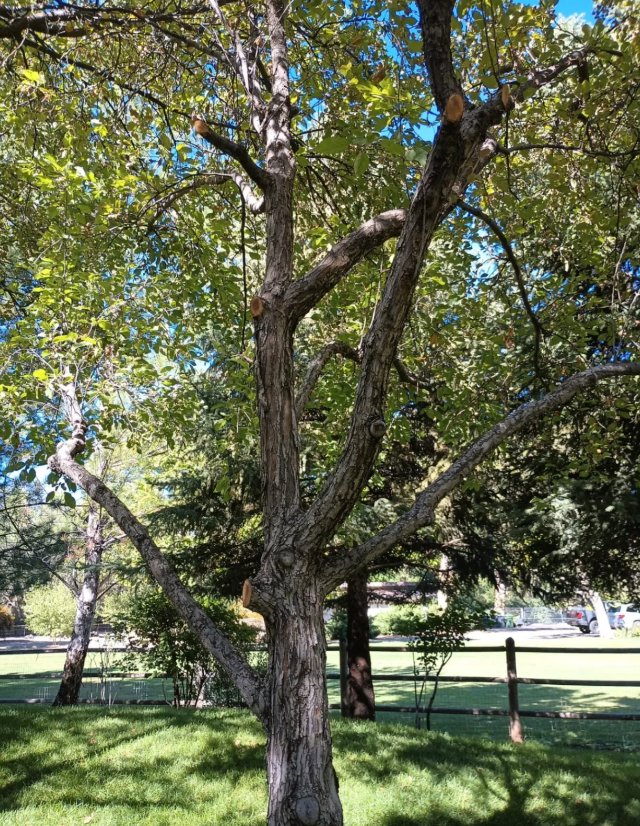 A professionally trimmed tree showcasing expert pruning work by Sierra Tree Specialist in Albuquerque, NM.