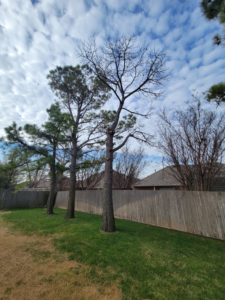 A bare tree with visible pruning cuts in a backyard, showing completed tree service work by S & M Tree Service, LLC in Edmond, OK.
