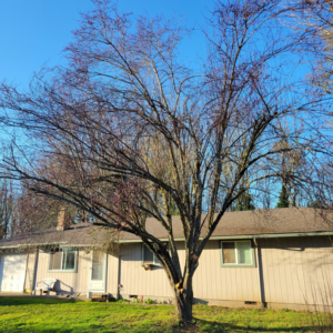 A large deciduous tree after professional pruning and trimming by Shaeffer Tree Solutions LLC in Eugene, OR.