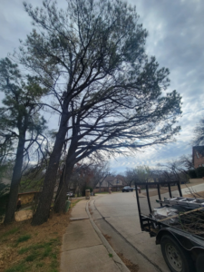 A large pine tree recently pruned by S & M Tree Service, LLC, with a trailer full of debris on the street in Edmond, OK.