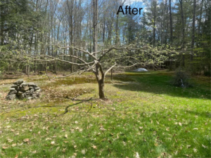 A healthy, pruned tree in a grassy yard after service by Lichen Trees in Brattleboro, VT.