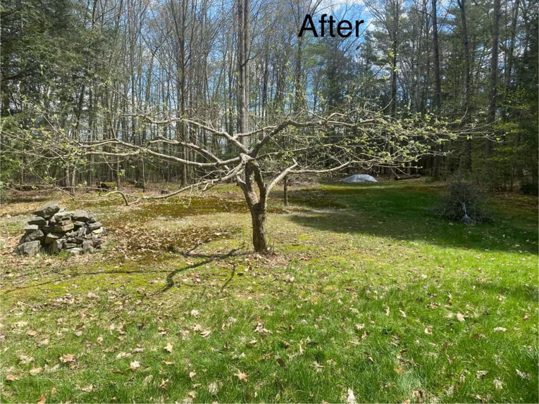 A healthy, pruned tree in a grassy yard after service by Lichen Trees in Brattleboro, VT.