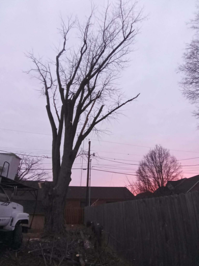 A heavily pruned tree with a pile of cut branches and debris at its base, from Notta-Trace trees in Livermore, KY.