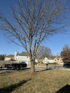 A large deciduous tree in a residential yard showing recent pruning work by Alpha & Omega in Lakehills, TX.