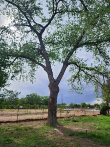 A healthy tree with visible pruning cuts, demonstrating professional tree care by Kiki's Tree Service in Albuquerque, NM.