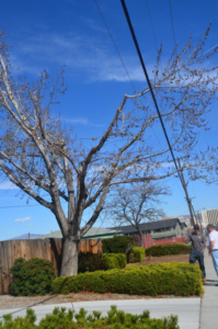 A pruned tree in a residential setting with workers from Greater Nevada Tree Service LLC in Sparks, NV.