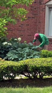 A worker from Abide Landscape & Tree Service, LLC pruning bushes and plants in a residential landscape in Carmel, IN.