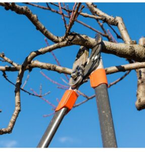 Close-up of pruning shears cutting a small tree branch, demonstrating tree care by Arborscape Tree Care in Ankeny, IA.