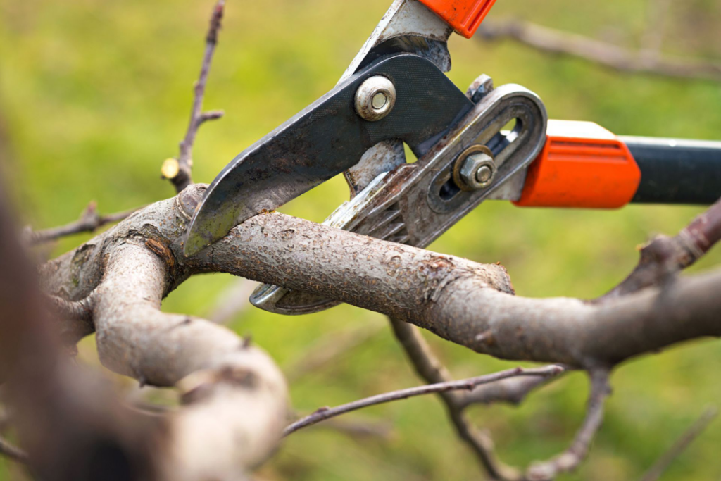 Professional pruning of a tree branch by Trustfall Tree Service, LLC in De Pere, WI.