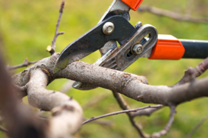 Professional pruning of a tree branch by Trustfall Tree Service, LLC in De Pere, WI.