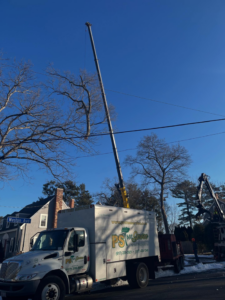 PS Tree Service truck with an extended crane boom at a tree removal site in Holbrook, MA.