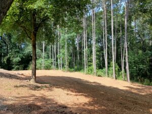 A large area of recently cleared land, demonstrating tree service work by Trinity Tree Service in Cumming, GA.