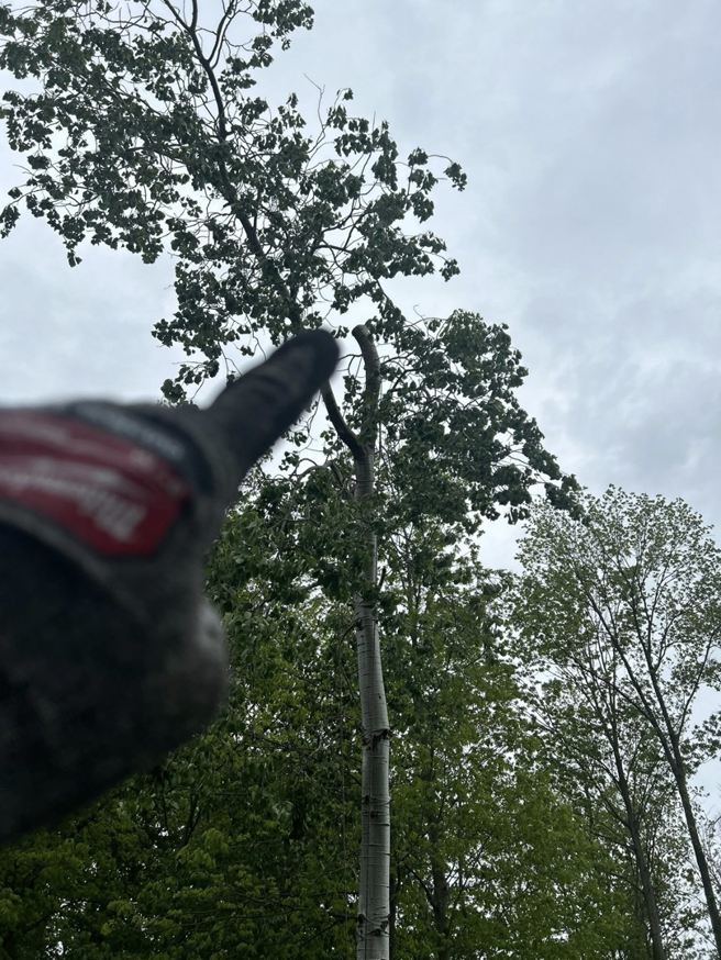 A tall tree with branches recently pruned, showcasing completed tree service work by Wyn Tree Service in Grand Rapids, MI.