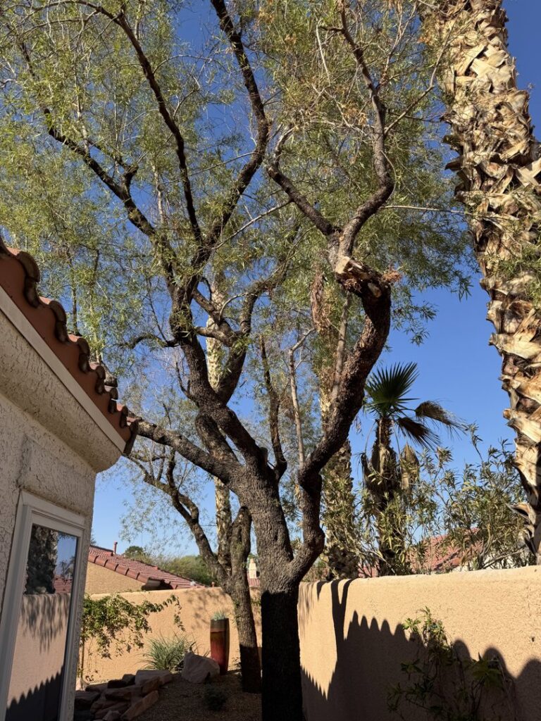 A healthy tree in a residential yard that has been recently pruned, showcasing expert tree trimming by Rocky's Tree Service in Las Vegas, NV.