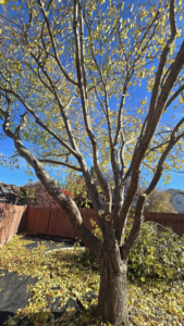 A recently pruned tree with fresh cuts and fallen leaves on the ground, showing tree trimming work by ALOHA TREE CARE in Meridian, ID.